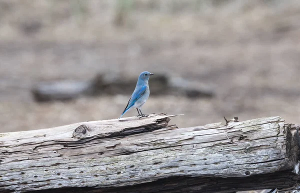 Erkek dağ mavi kuş — Stok fotoğraf