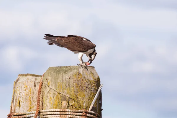 Osprey con pesce — Foto Stock