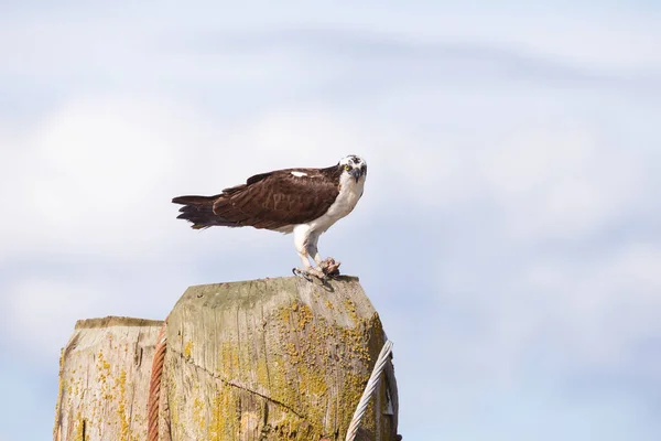 Osprey com peixes — Fotografia de Stock