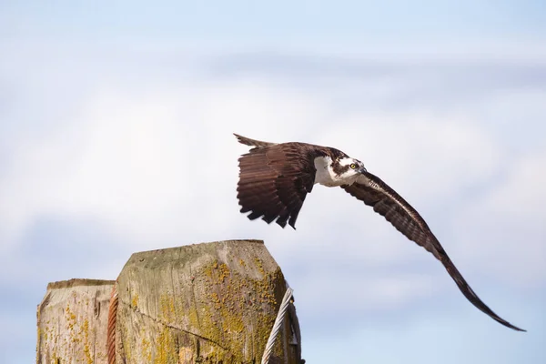 Osprey. —  Fotos de Stock