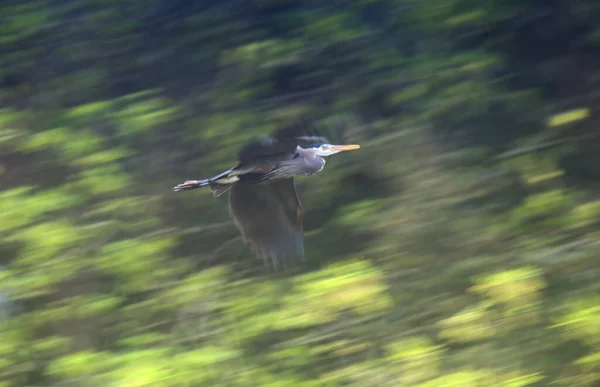 Grote blauwe reiger — Stockfoto