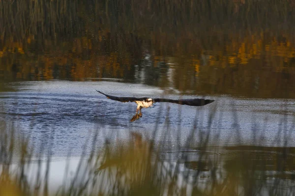 Osprey balık — Stok fotoğraf