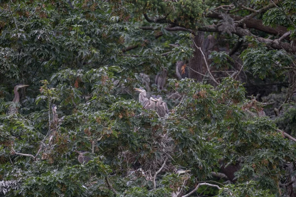 Great Blue Heron Nests — ストック写真