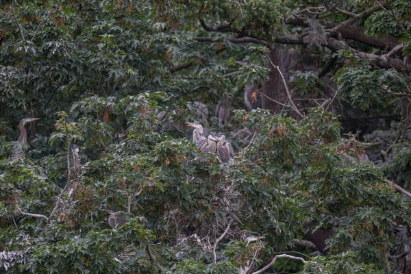 Grote blauwe reiger nesten — Stockfoto