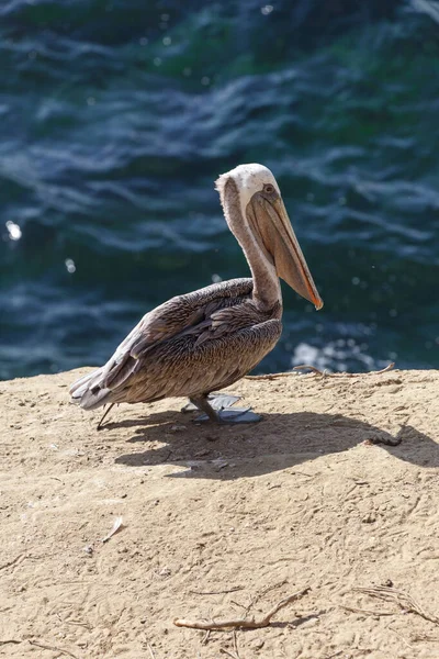 Brown pelican — Stock Photo, Image