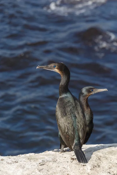 Cormoranes de Brandt — Foto de Stock