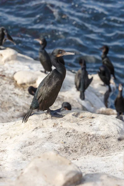 Cormoranes de Brandt — Foto de Stock