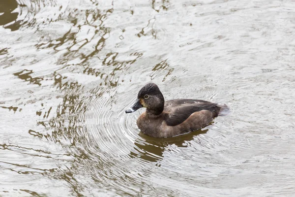 Female Ring necked Duck Royalty Free Stock Images