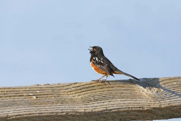 Spotted towhee Stock Kép