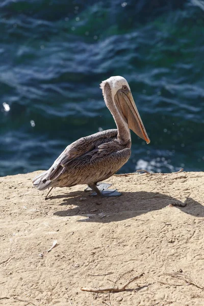 Pelicano castanho Fotos De Bancos De Imagens
