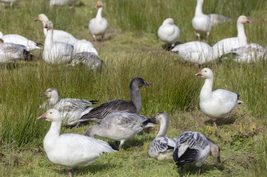 Genç Kar Kaz Mavi Kaz