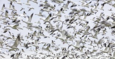 Hareket bulanıklığı olan Uçan Kar Kazları