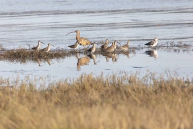 Uzun gagalı Curlew Uzun gagalı Dowitcher Daha Büyük Sarı Bacaklı