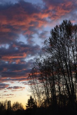 Akşam gökyüzüne karşı ağaç siluetleri 