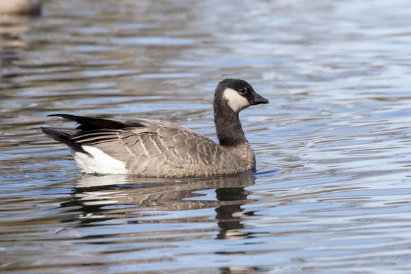 Kacklande gås fågel — Stockfoto