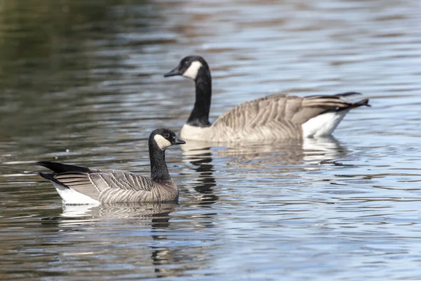 Gackernde Gans und Kanada-Gans — Stockfoto