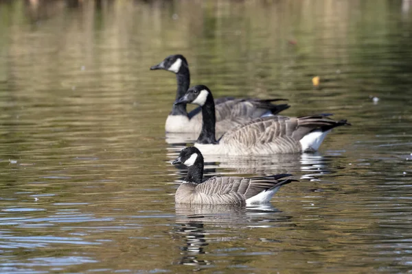 Kacklande gås och kanadagås — Stockfoto