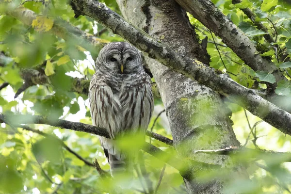 Stängd uggla — Stockfoto