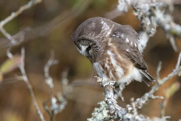 Noordelijke zaagwouduil — Stockfoto