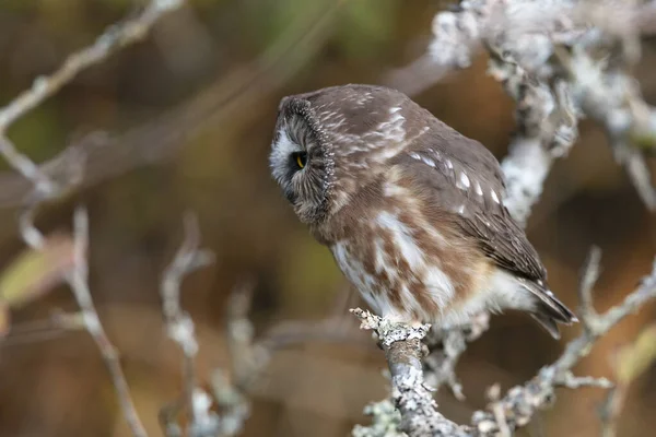 Northern saw whet owl — Stock Photo, Image