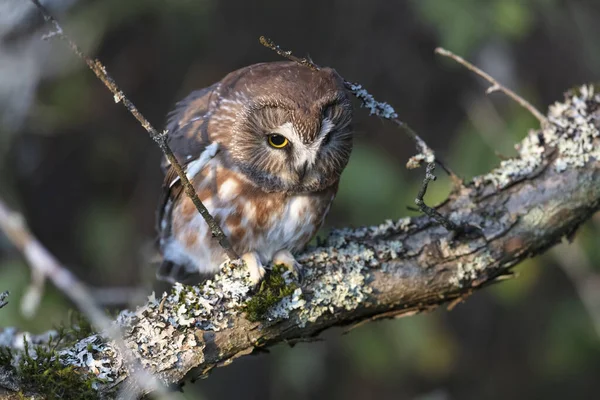 Northern saw whet owl — Stock Photo, Image