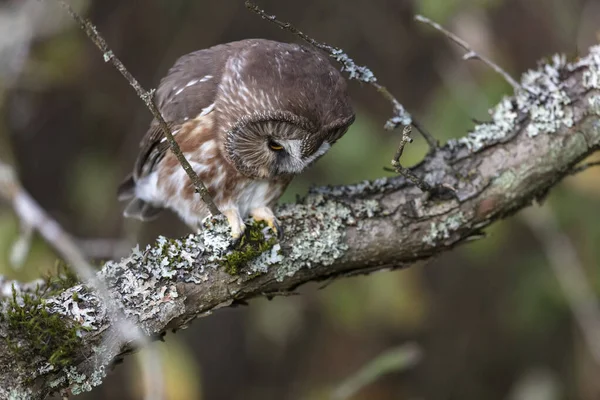 Northern saw whet owl — Stock Photo, Image