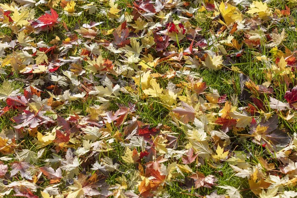 Colorful maple leave on the ground — Stock Photo, Image