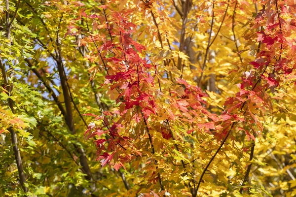 Colorful maple leave tree — Stock Photo, Image