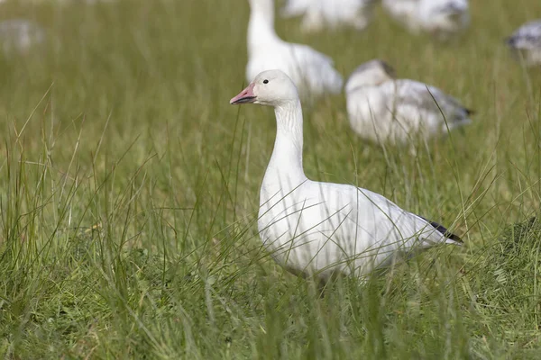 White Snow Goose — Stock Photo, Image