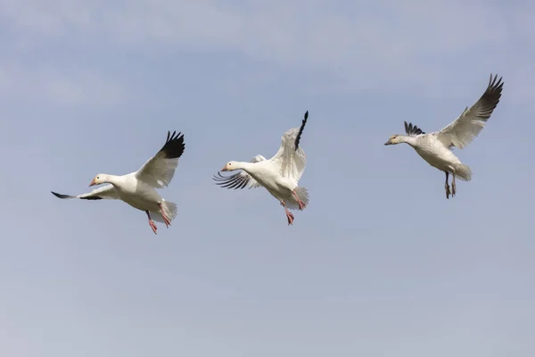 Weiße Schneegans — Stockfoto