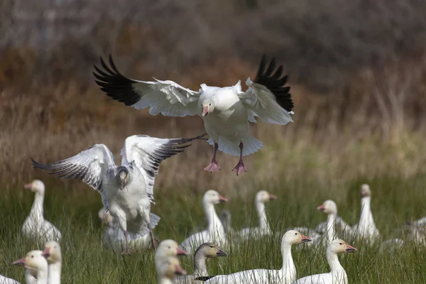 Beyaz kar kazı — Stok fotoğraf