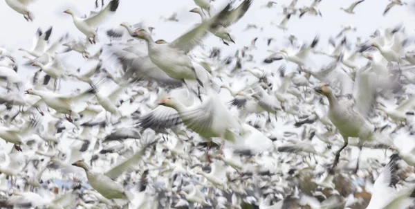 Oies des neiges volantes avec flou de mouvement — Photo