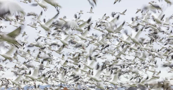 Oche da neve volanti con movimento sfocato — Foto Stock