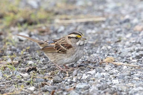 Weißkehlsperling — Stockfoto