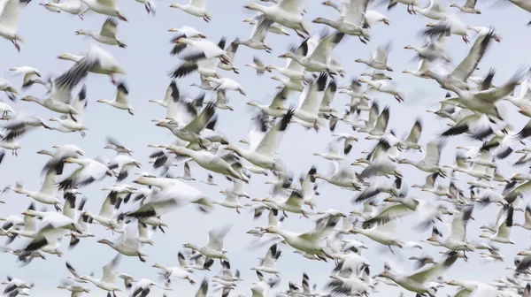 空飛ぶ雪のGeese with motion blar — ストック写真