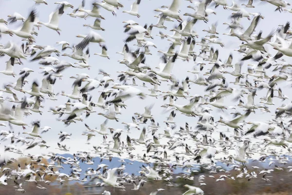Літаючі снігові гуси з розмиттям руху — стокове фото