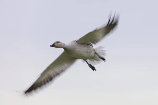 Oies des neiges volantes avec flou de mouvement — Photo