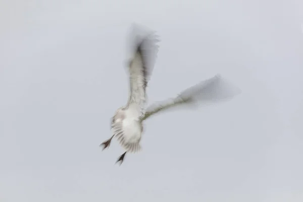 Gansos de nieve voladores con desenfoque de movimiento — Foto de Stock