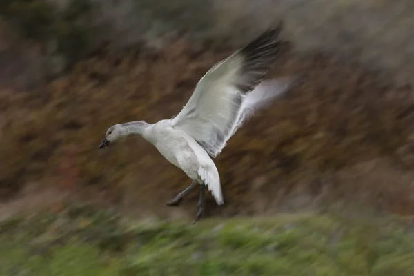 Flygande snögäss med rörelse suddig — Stockfoto