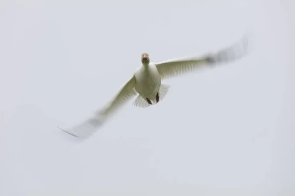 Oies des neiges volantes avec flou de mouvement — Photo