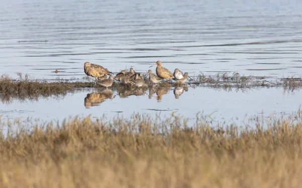 Kędzierzawy długowłosy Dowitcher Wielki Żółtodzioby Mar — Zdjęcie stockowe