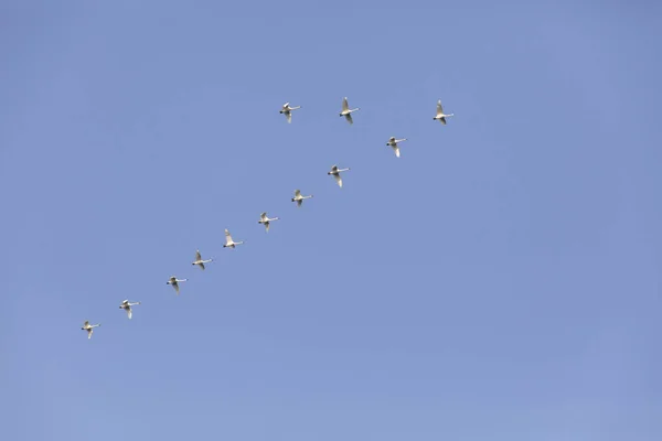 Cygne trompette volant — Photo