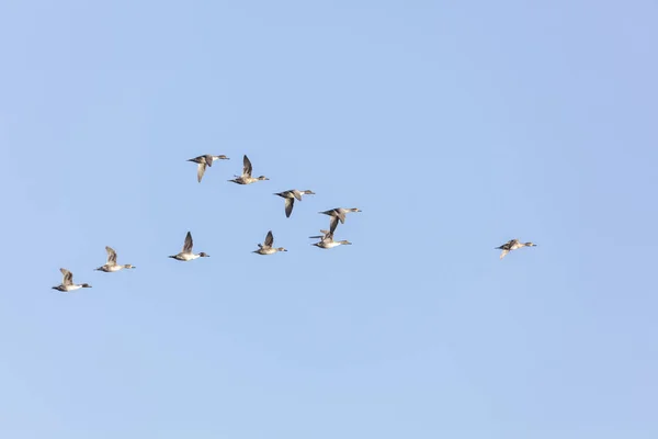 Vliegende noordelijke dennenstaarteenden — Stockfoto