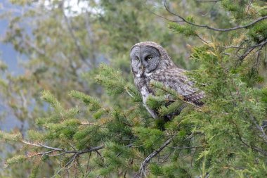 Büyük Gri Baykuş, Kanada 'nın iç kısımlarında İngiltere' ye tünemiş.