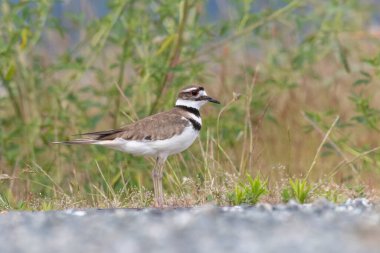 Kanada 'da MÖ Richmond' da ölü geyik sürüsü.
