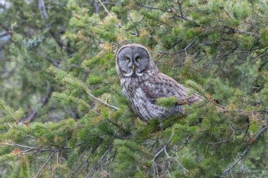 Büyük Gri Baykuş, Kanada 'nın iç kısımlarında İngiltere' ye tünemiş.