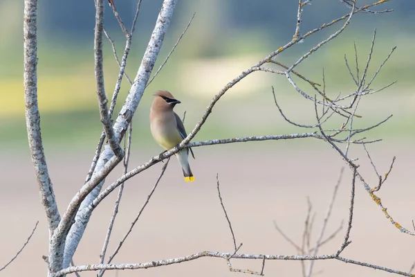 Cedar Waxwing Ptak Richmond Kanada — Zdjęcie stockowe