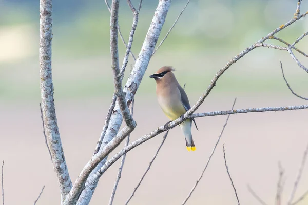 Cedar Waxwing Bird Richmond Canada — 스톡 사진