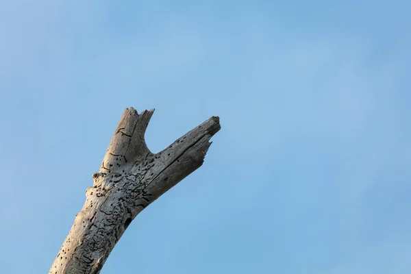 Νεκρό Κλαδί Δέντρου Μπλε Ουρανό Για Φόντο — Φωτογραφία Αρχείου