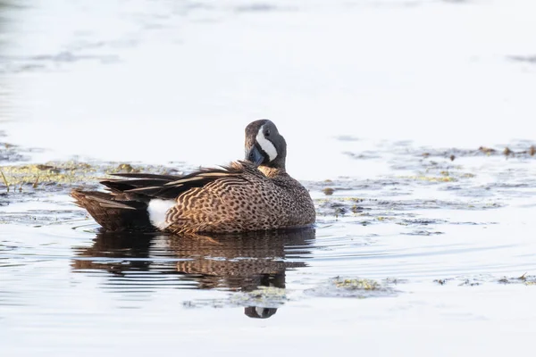 Blue Winged Teal Richmond Canada — Stock Photo, Image